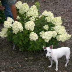 Little Lime® Panicle Hydrangea -Florist Shop Hydrangea Little Lime 7 P