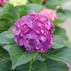 Wee Bit Grumpy® Bigleaf Hydrangea -Florist Shop Hydrangea macrophylla Wee Bit Grumpy P1077663