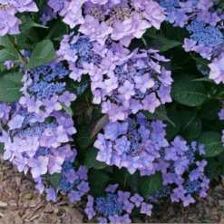 Let's Dance Can Do!® Bigleaf Hydrangea -Florist Shop HydrangeaLetsDanceCanDoP1226578 800x800 e24c668