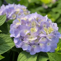 Let's Dance Sky View® Bigleaf Hydrangea -Florist Shop HydrangeaLetsDanceSkyViewIMG 7956 1080x1080 353504f