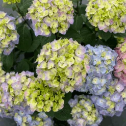 Let's Dance Sky View® Bigleaf Hydrangea -Florist Shop HydrangeaLetsDanceSkyViewIMG E1373 1080x1080 8121e61