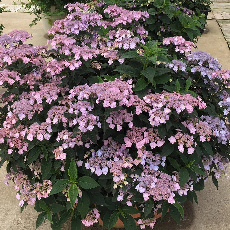 Tiny Tuff Stuff™ Mountain Hydrangea 2 Tiny Tuff Stuff™ Mountain Hydrangea - Image 2