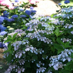 Tiny Tuff Stuff™ Mountain Hydrangea 6 Tiny Tuff Stuff™ Mountain Hydrangea -Florist Shop Hydrangea Tiny Tuff Stuff 3P