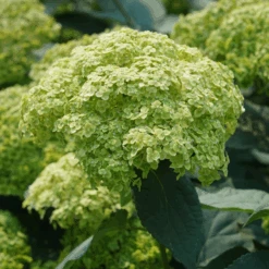 Invincibelle Sublime™ Smooth Hydrangea -Florist Shop HydrangeaarborescensInvincibelleSublimeDSC08103 800x800 31b4cad