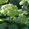 Invincibelle Sublime™ Smooth Hydrangea