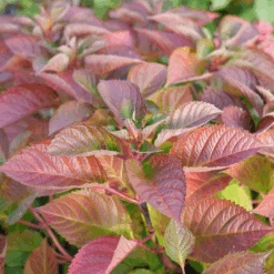 Let's Dance Lovable™ Bigleaf Hydrangea -Florist Shop HydrangeamacrophyllaLetsDanceLoveableP1106809 1080x1080 27adc42