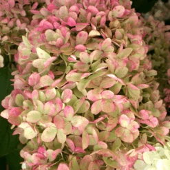 'Limelight' Panicle Hydrangea 10 'Limelight' Panicle Hydrangea -Florist Shop HydrangeapaniculataLimelightIMG 0153 800x800 c7764e5