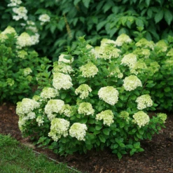 Little Lime Punch® Panicle Hydrangea -Florist Shop HydrangeapaniculataLittleLimePunchDSC04605 800x800 dcc922b
