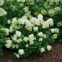 Little Lime Punch® Panicle Hydrangea -Florist Shop HydrangeapaniculataLittleLimePunchDSC08373 800x800 121f548