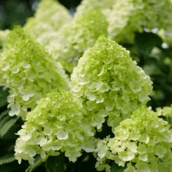 Little Lime Punch® Panicle Hydrangea -Florist Shop HydrangeapaniculataLittleLimePunchP1238221 800x800 7a22f7c