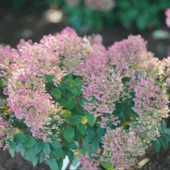 Tiny Quick Fire™ Panicle Hydrangea -Florist Shop HydrangeapaniculataTinyQuickFireDSC05449 800x800 b7c6b14