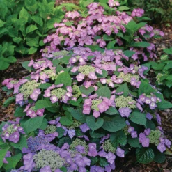 Tuff Stuff Top Fun™ Mountain Hydrangea -Florist Shop HydrangeaserrataTuffStuffTopFunP1195775 1080x1080 3177454