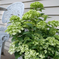 Fairytrail™ Green Cascade Hydrangea -Florist Shop HydrangeaxFairytrailGreenP1214788 800x800 e9953bd