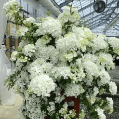 Fairytrail™ White Cascade Hydrangea -Florist Shop HydrangeaxFairytrailWhite 800x800 e22f427