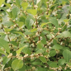 Mr. Poppins® Winterberry Holly -Florist Shop IMG 1156 800x800 54e6b23