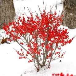 Berry Poppins® Winterberry Holly