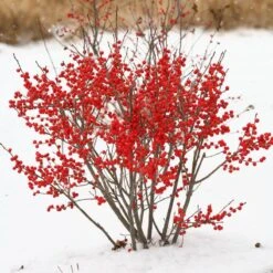 Berry Poppins® Winterberry Holly 15 Berry Poppins® Winterberry Holly -Florist Shop Ilex verticillata Berry Poppins 2 P 9f12aa00 873a 458b ac28 b0c67e7fe889 sw