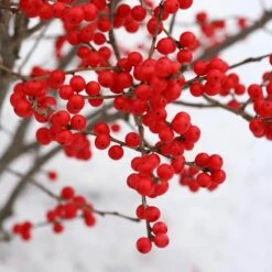 Berry Poppins® Winterberry Holly 11 Berry Poppins® Winterberry Holly -Florist Shop Ilex verticillata Berry Poppins 3 P a9cfa142 889b 4fc7 acde d5ef636bc260 sw