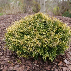 Glow Pop™ Japanese Holly -Florist Shop Ilex crenata Glow Pop P1202479