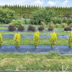 Glow Stick™ Japanese Holly -Florist Shop Ilex crenata Glow Stick IMG 1552 4032x3024 3c3502c