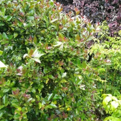 Castle Rouge™ Blue Holly 7 Castle Rouge™ Blue Holly -Florist Shop Ilex x meserveae Castle Rouge 54