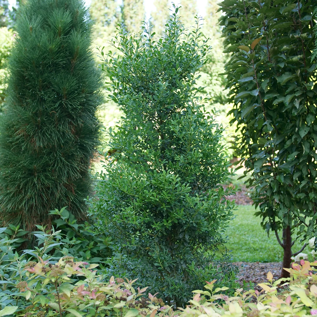 Squeeze Box™ Inkberry Holly 1 Squeeze Box™ Inkberry Holly