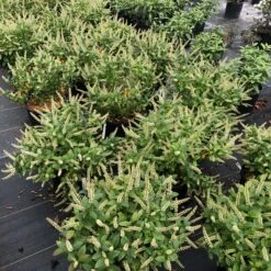 Fizzy Mizzy™ Sweetspire -Florist Shop IteaFizzyMizzyIMG 0223 sw