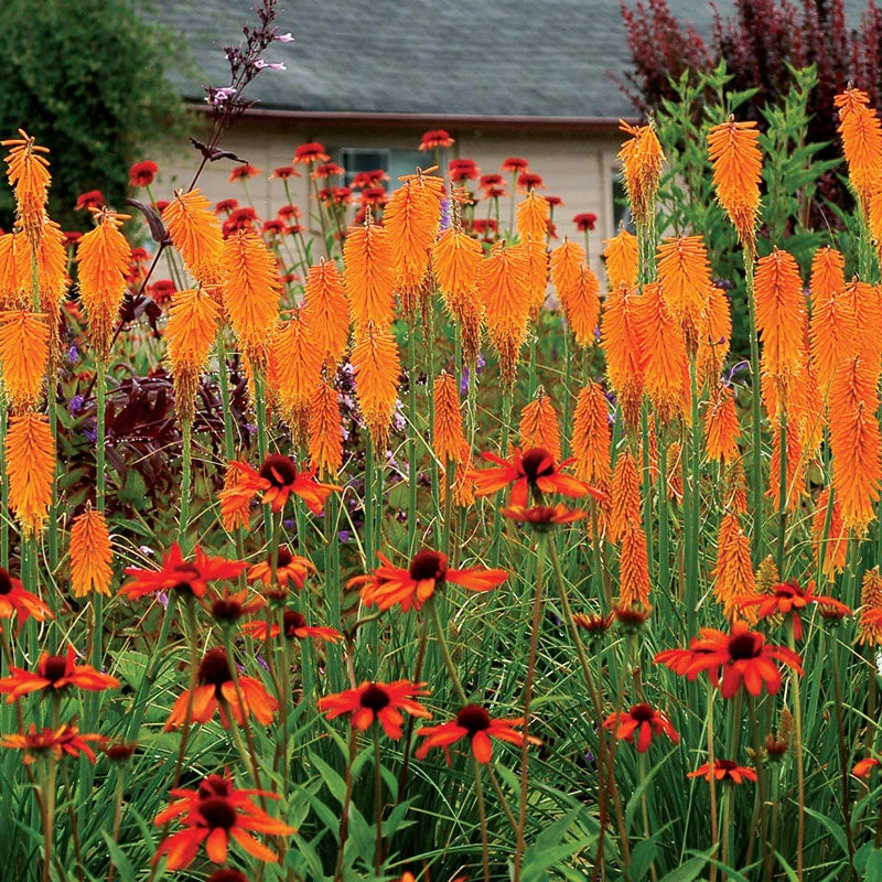 'Mango Popsicle' Red Hot Poker 2 'Mango Popsicle' Red Hot Poker - Image 2