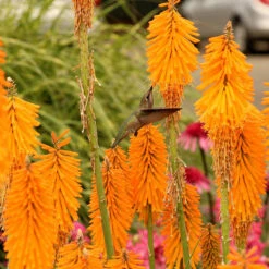 'Mango Popsicle' Red Hot Poker 6 'Mango Popsicle' Red Hot Poker -Florist Shop Kniphofia Mango Popsicle 6