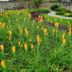 'Mango Popsicle' Red Hot Poker 7 'Mango Popsicle' Red Hot Poker -Florist Shop Kniphofia Mango Popsicle 7 1