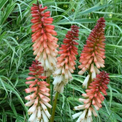 'Orange Vanilla Popsicle' Red Hot Poker
