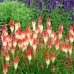'Orange Vanilla Popsicle' Red Hot Poker -Florist Shop Kniphofia Orange Vanilla Popsicle 4