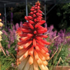 'Orange Vanilla Popsicle' Red Hot Poker -Florist Shop Kniphofia Orange Vanilla Popsicle 6