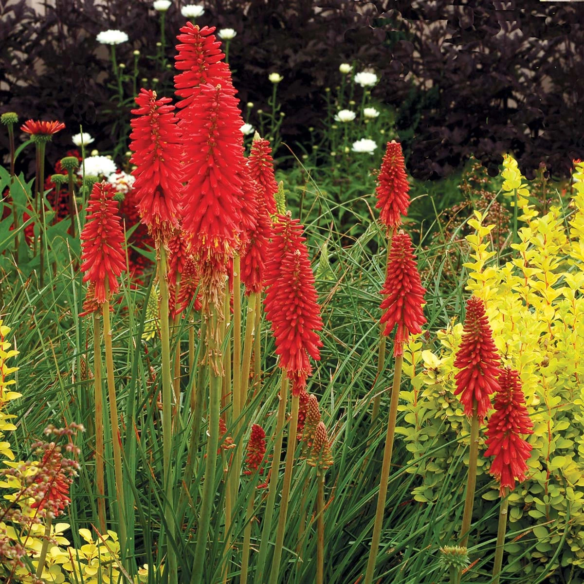 'Redhot Popsicle' Red Hot Poker 1 'Redhot Popsicle' Red Hot Poker