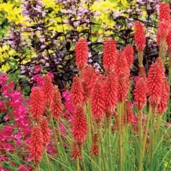 'Redhot Popsicle' Red Hot Poker 10 'Redhot Popsicle' Red Hot Poker -Florist Shop Kniphofia Redhot Popsicle 2