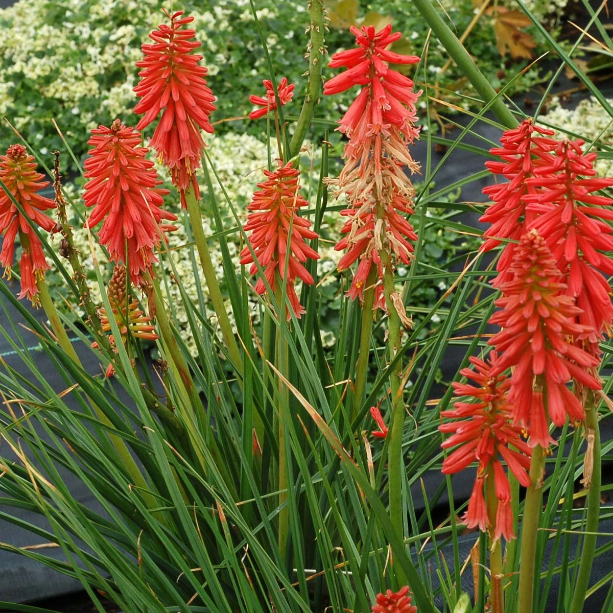 'Redhot Popsicle' Red Hot Poker 4 'Redhot Popsicle' Red Hot Poker - Image 4