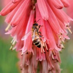 'Redhot Popsicle' Red Hot Poker 8 'Redhot Popsicle' Red Hot Poker -Florist Shop Kniphofia Redhot Popsicle 6 1