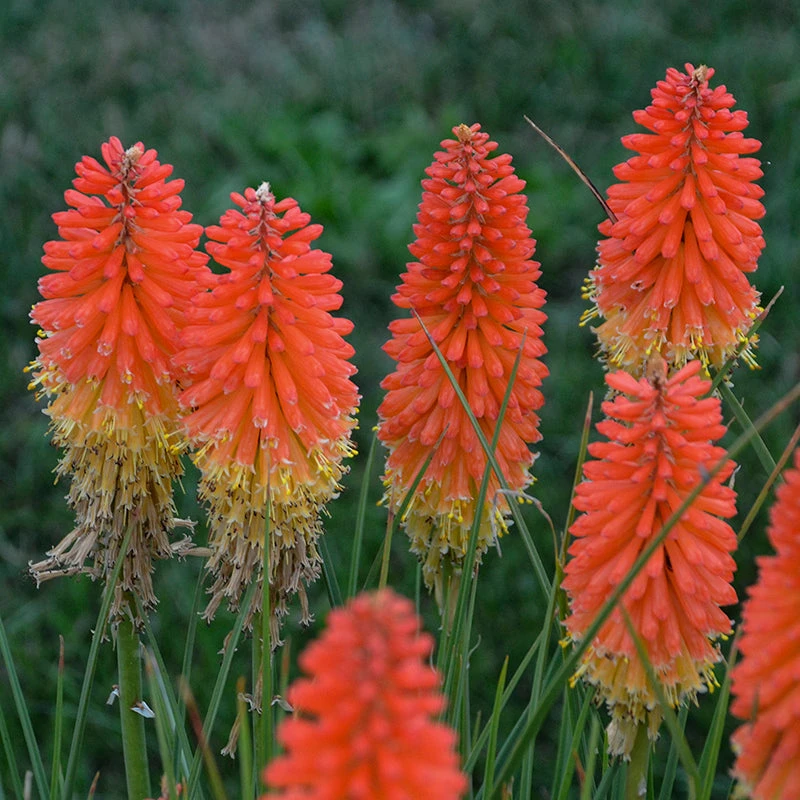 Pyromania™ 'Backdraft' Red Hot Poker 2 Pyromania™ 'Backdraft' Red Hot Poker - Image 2