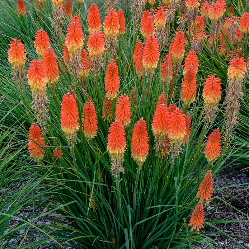 Pyromania™ 'Backdraft' Red Hot Poker 3 Pyromania™ 'Backdraft' Red Hot Poker - Image 3