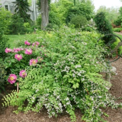 Jolene Jolene™ Beautybush -Florist Shop KolkwitziaJoleneJoleneDSC09745 800x800 eabc40a