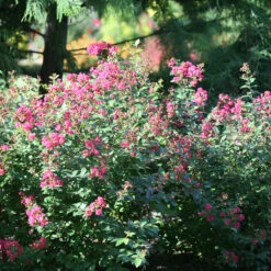 Infinitini® Magenta Crapemyrtle 6 Infinitini® Magenta Crapemyrtle -Florist Shop Lagerstroemia Infinitini Magenta 3 P