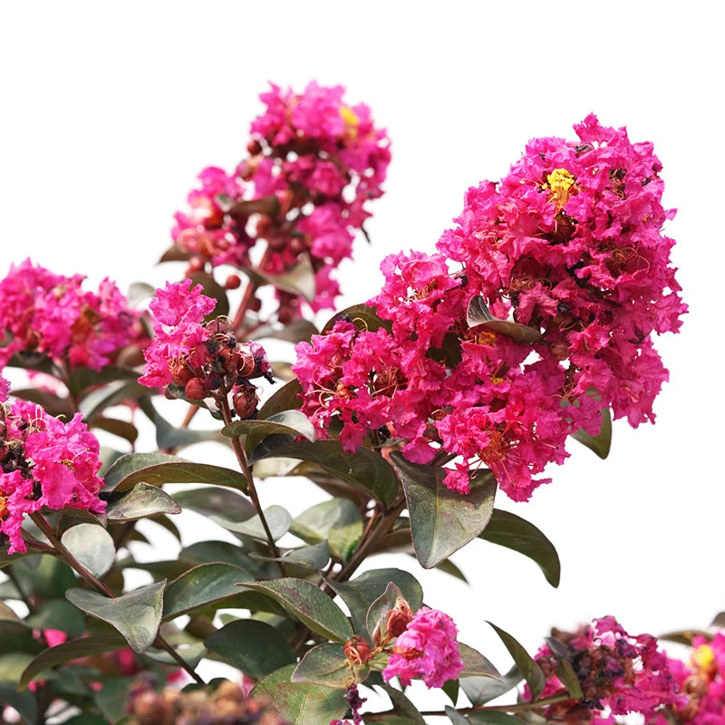Rikki Tikki® Pink Crapemyrtle 2 Rikki Tikki® Pink Crapemyrtle - Image 2