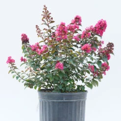 Rikki Tikki® Pink Crapemyrtle 6 Rikki Tikki® Pink Crapemyrtle -Florist Shop Lagerstromea Rikki Tikki Pink 3 P