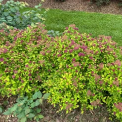 Double Play® Dolly™ Spirea -Florist Shop Landscapeviewoftheroundedcarefreehabitof yyt
