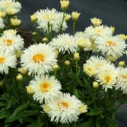 'Coconut' Double Shasta Daisy -Florist Shop Leucanthemum Coconut 2