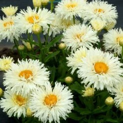 'Coconut' Double Shasta Daisy -Florist Shop Leucanthemum Coconut 3