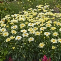 Amazing Daisies® 'Banana Cream' Shasta -Florist Shop Leucanthemum Banana Cream 2 P 70ca4ab5 25ef 449f 9d4d 1238edb1ed89 sw