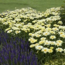 Amazing Daisies® 'Banana Cream' Shasta -Florist Shop Leucanthemum Banana Cream 3 P 2b9bf5b7 58a6 4268 b2df 820fd2810532 sw