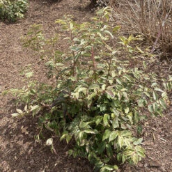 Paisley Pup™ Doghobble 10 Paisley Pup™ Doghobble -Florist Shop Leucothoe Paisley Pup IMG 9190