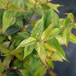 Paisley Pup™ Doghobble 8 Paisley Pup™ Doghobble -Florist Shop Leucothoe Paisley Pup P1214645